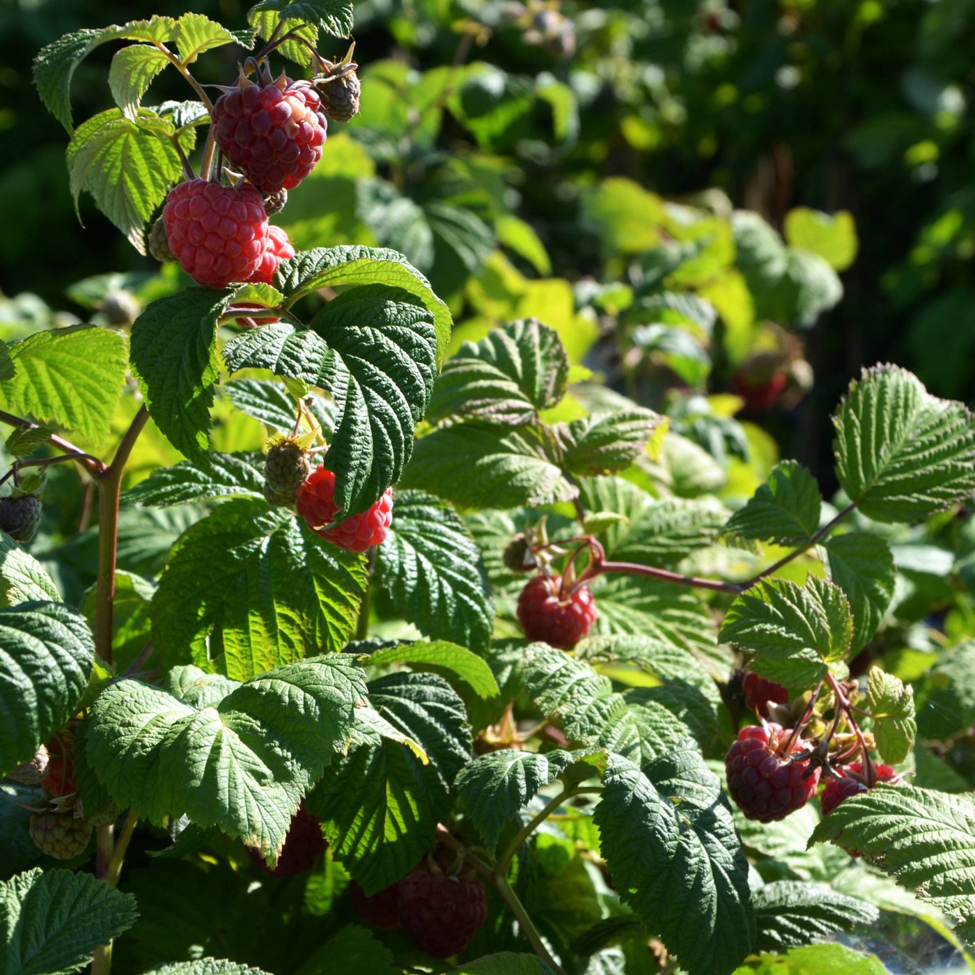 Himbeeren an der Pflanze